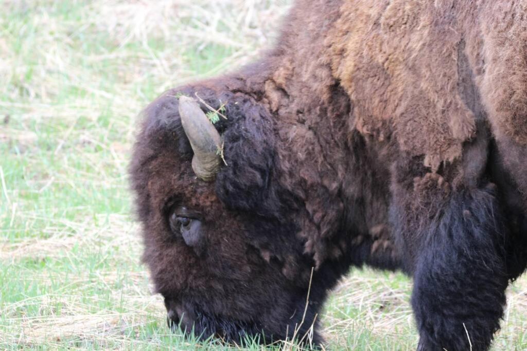 Bison Lodge - Lg Home - 2 Bedrooms - Less Than 5 Miles To Yellowstone North Entrance, Sleeps Up To 8 Gardiner Ngoại thất bức ảnh