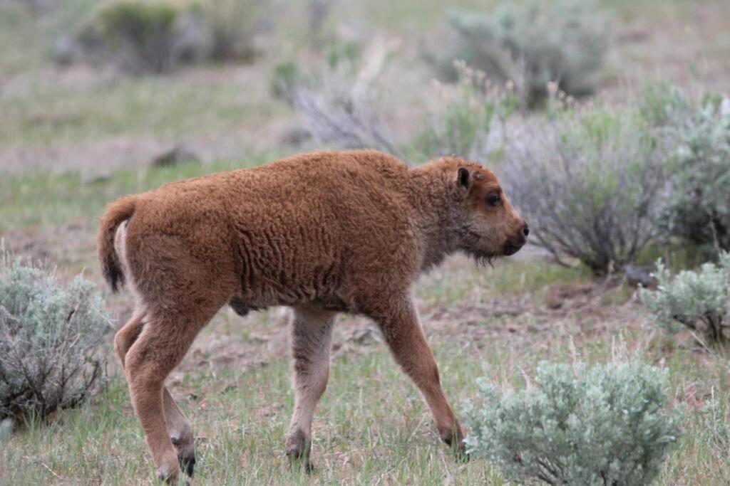 Bison Lodge - Lg Home - 2 Bedrooms - Less Than 5 Miles To Yellowstone North Entrance, Sleeps Up To 8 Gardiner Ngoại thất bức ảnh