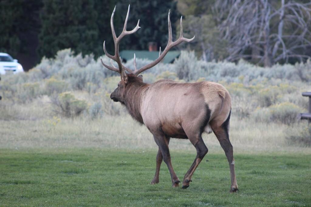 Bison Lodge - Lg Home - 2 Bedrooms - Less Than 5 Miles To Yellowstone North Entrance, Sleeps Up To 8 Gardiner Ngoại thất bức ảnh