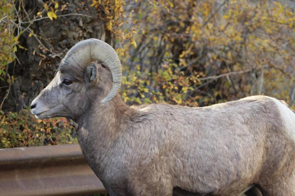 Bison Lodge - Lg Home - 2 Bedrooms - Less Than 5 Miles To Yellowstone North Entrance, Sleeps Up To 8 Gardiner Ngoại thất bức ảnh